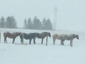 Horses in Snow - Camp TOA - Teton Outdoor Adventures in Tetonia, Idaho